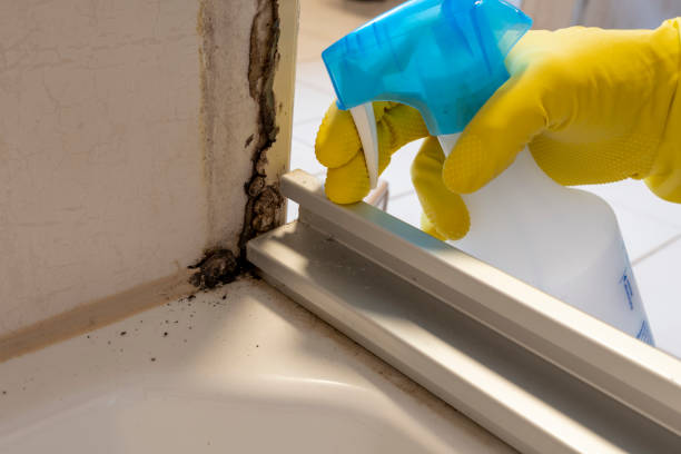 Best Certified Mold Removal  in Bethlehem, WV