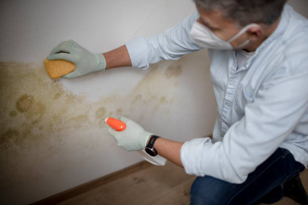 Best Home Mold Removal  in Bethlehem, WV