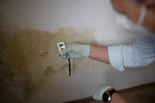 Best Crawl Space Mold Removal  in Bethlehem, WV