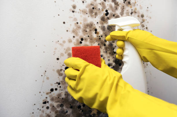 Best Black Mold Removal  in Bethlehem, WV