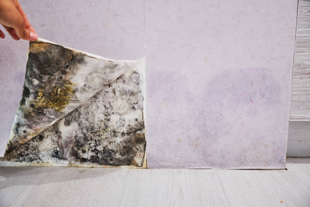Best Commercial Mold Removal  in Bethlehem, WV